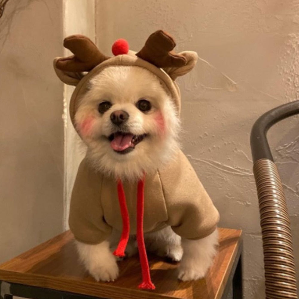 Stylish Dog Hoodie with Vibrant Colors