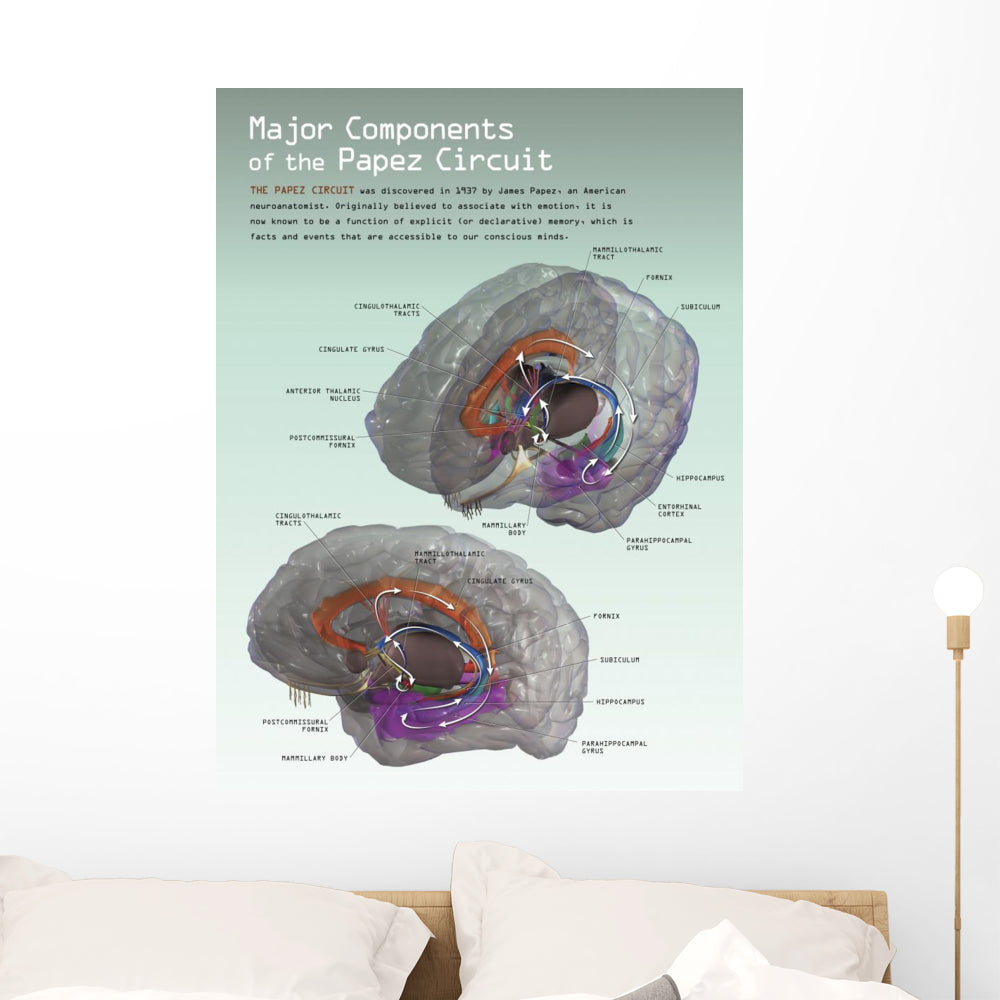 3D Papez Circuit Wall Decal - Vibrant Vertical Art