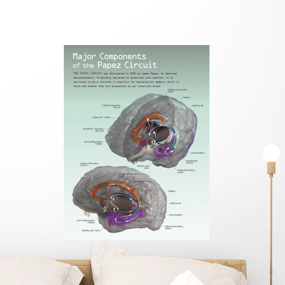 3D Papez Circuit Wall Decal - Vibrant Vertical Art