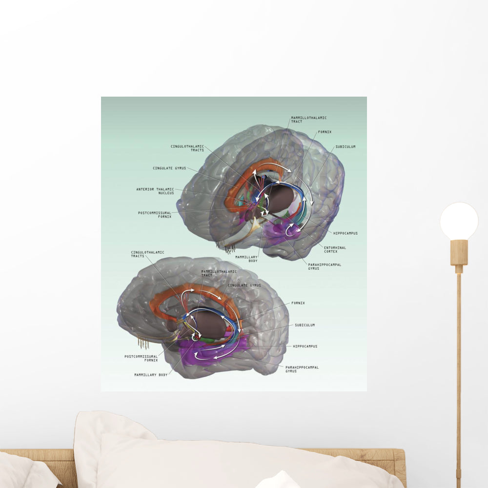 3D Papez Circuit Wall Decal for Modern Interiors