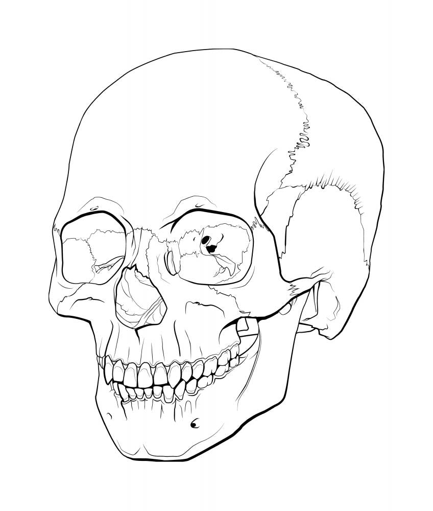 Elegant Line Illustration Human Skull Wall Decal
