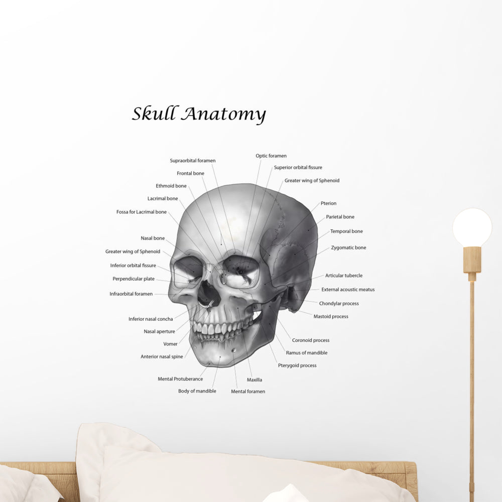 Labeled Skull Illustration Wall Decal