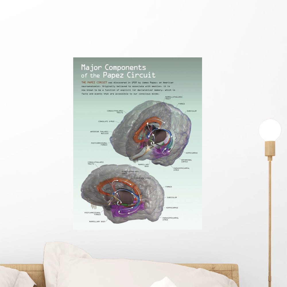 3D Papez Circuit Wall Decal - Vibrant Vertical Art