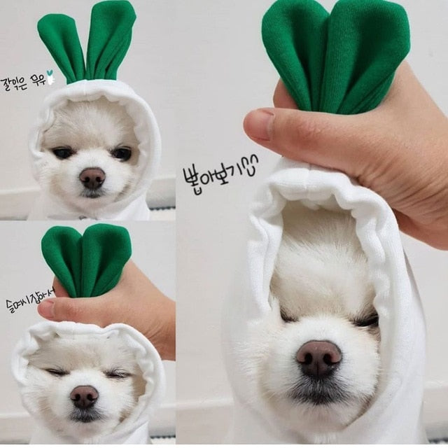 Stylish Dog Hoodie with Vibrant Colors
