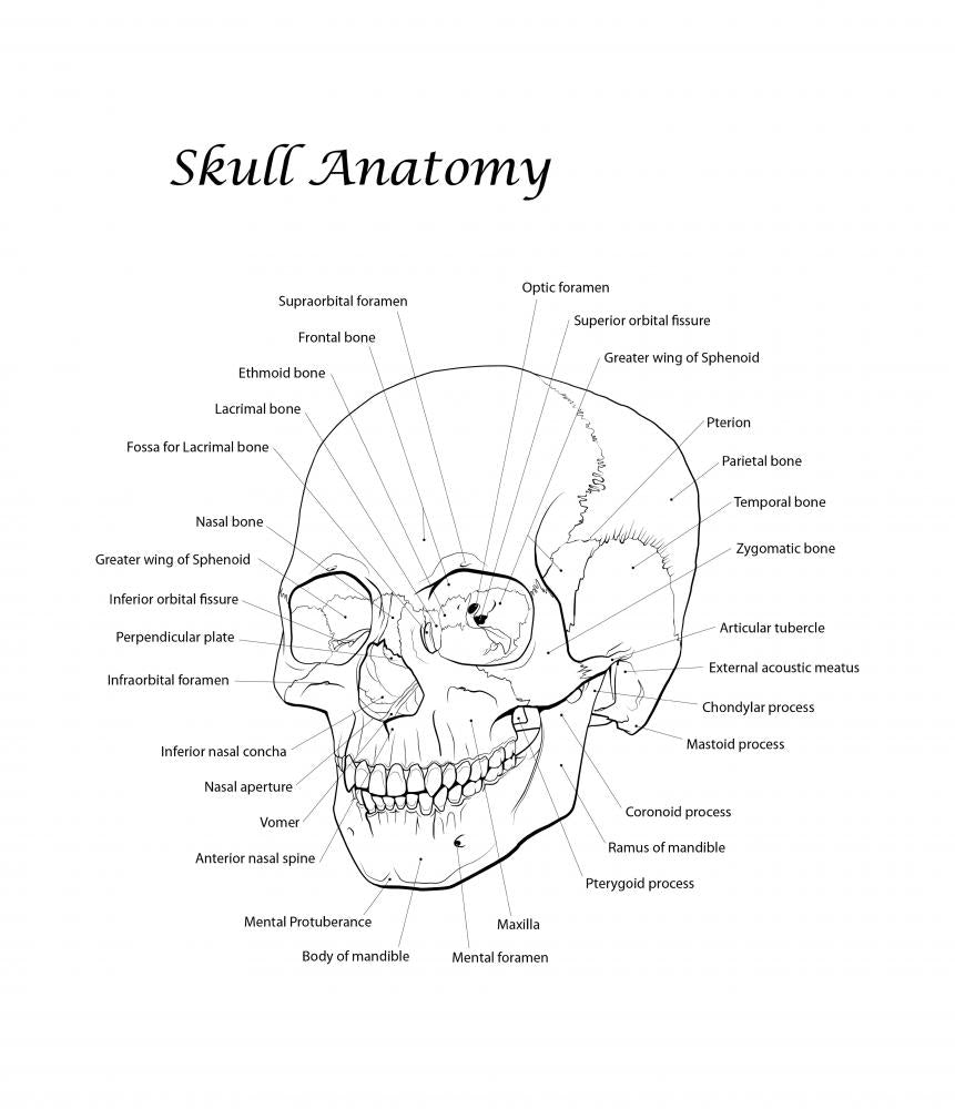 Durable Human Skull Line Illustration Wall Decal
