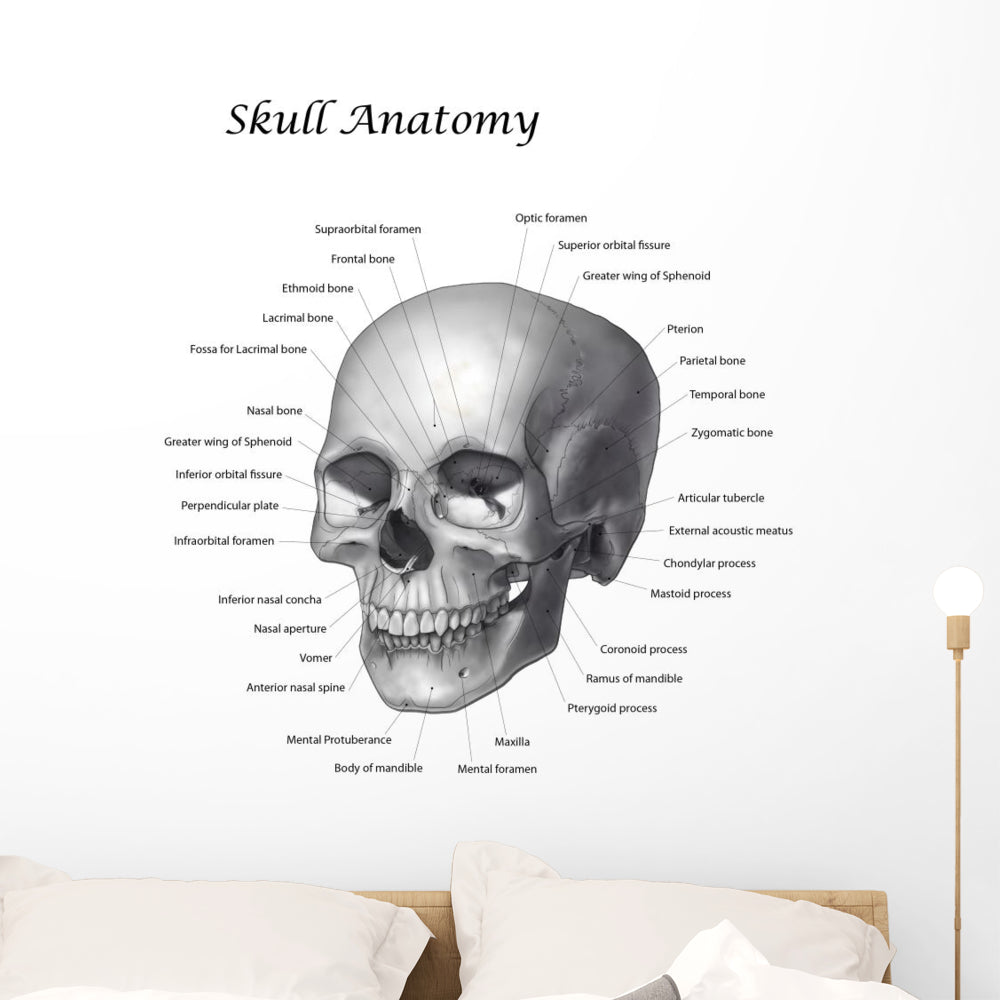 Labeled Skull Illustration Wall Decal