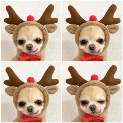 Stylish Dog Hoodie with Vibrant Colors