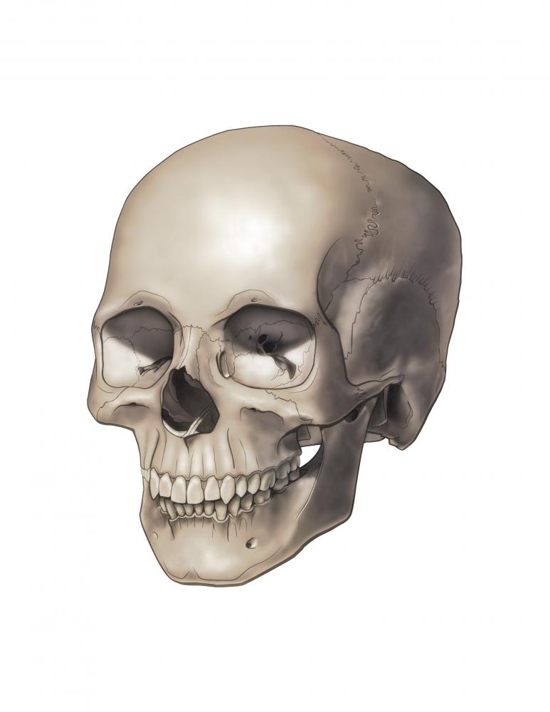 Vibrant Human Skull Wall Decal by Wall Monkeys