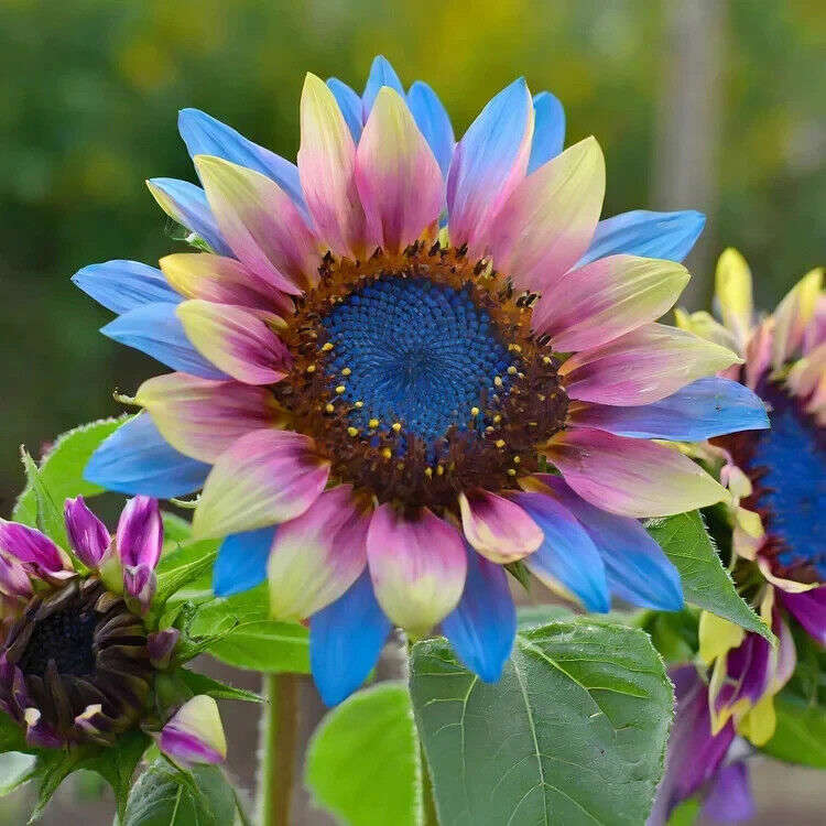 50 Twin-Blossom Blue Over Pink Sunflower Seeds Garden Pack